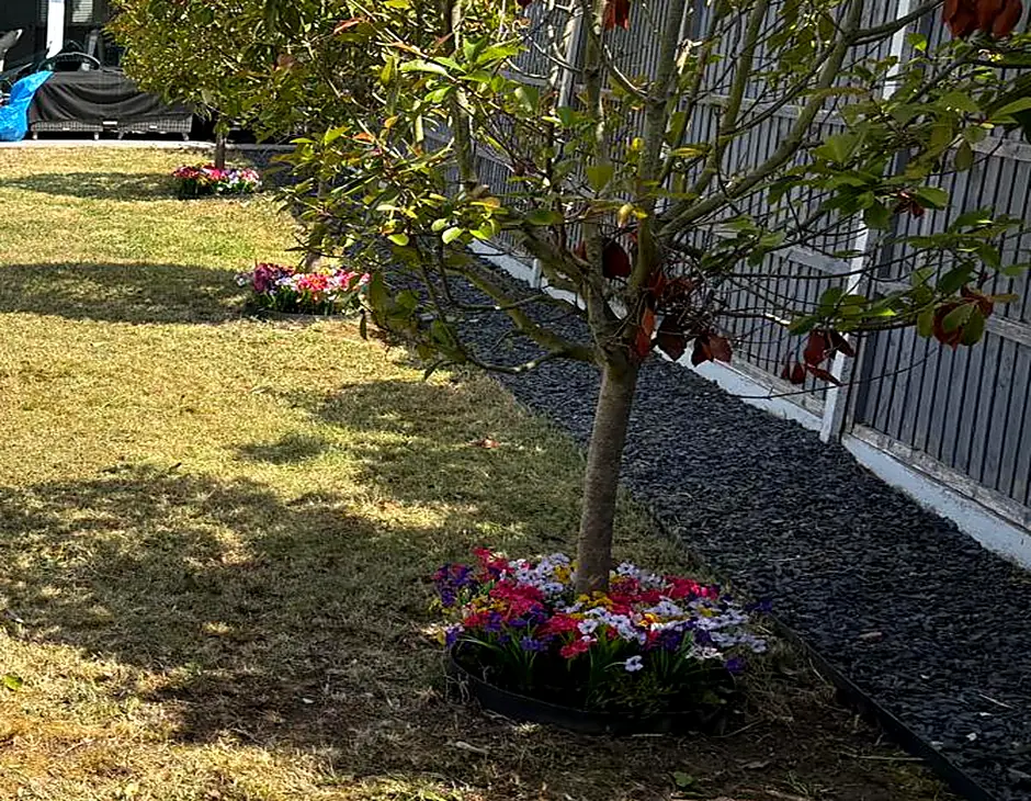 A standard tree in a slate gravel border underplanted with bedding, beside a cut lawn edge