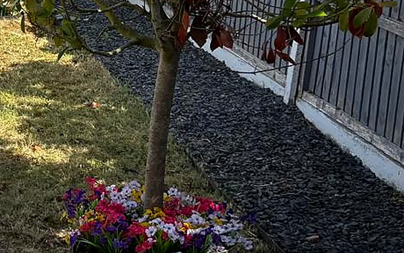 A cut edge between lawn and a slate gravel border, with a standard tree and bedding plants